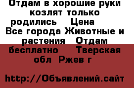 Отдам в хорошие руки козлят.только родились. › Цена ­ 20 - Все города Животные и растения » Отдам бесплатно   . Тверская обл.,Ржев г.